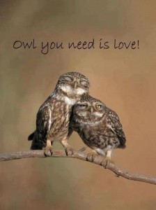 Owl you need is love! 