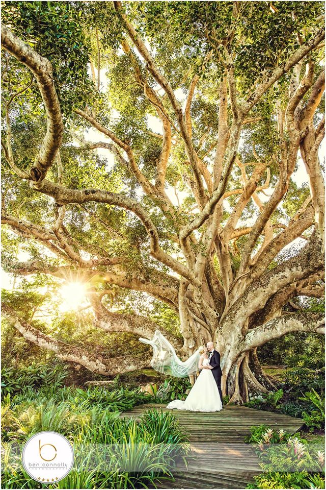 eumundi-dairy-retreat - - This Tree - that is all ...