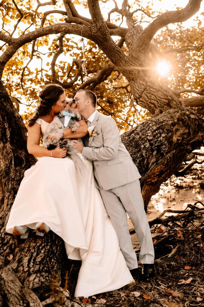 Bride and groom sitting in a tree with their puppy