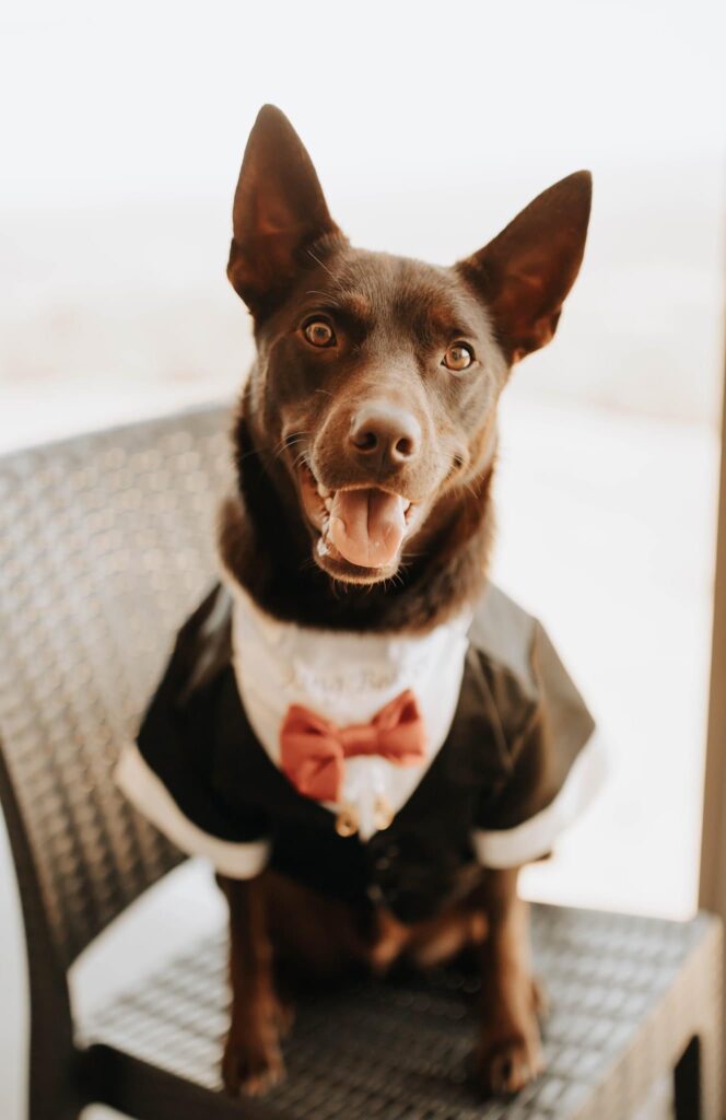 Dog in suit and bow tie sitting on a chair looking directly at camera with a smile