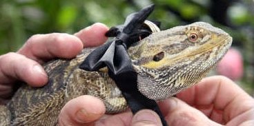 A frilly neck lizard named Grommet wearing a bow tie is ring bearer